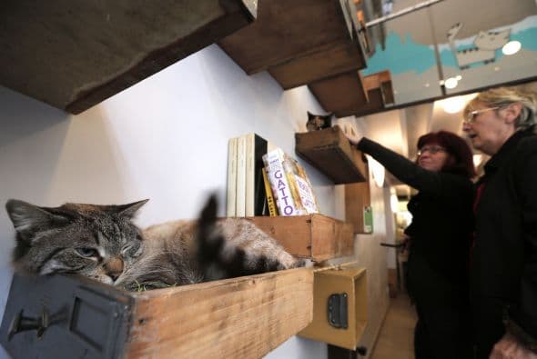 El principal interés de esta chica es el cuidado de los felinos y cree es una buena idea que las personas convivan con ellos mientras están en MiaGola.