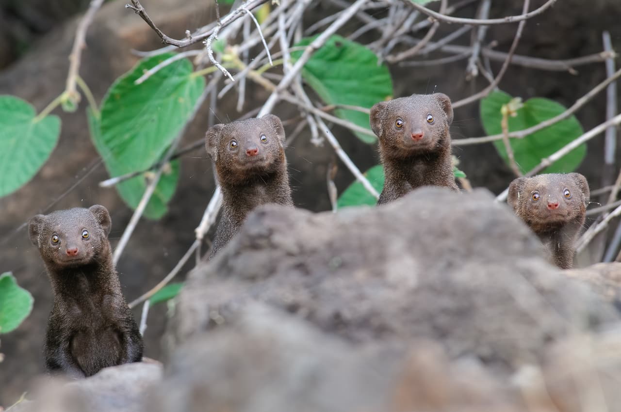 <b>Interesadas. </b>Estas mangostas enanas se asoman con curiosidad detrás de las rocas cerca del lago Bogoria, en Kenia, África. El concurso reveló las imágenes más destacadas y las ganadoras serán anunciadas el 22 de octubre.
