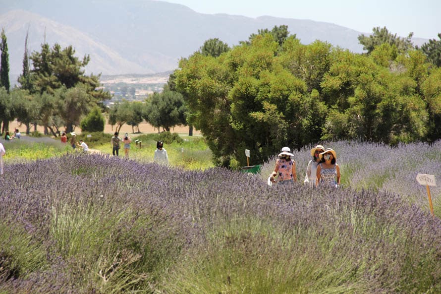Localizado al este de Los Ángeles, 123 Farm and Highlan Spring Ranch es el hogar del Festival de la Lavanda durante el verano, pero ante la cancelación del evento debido a la pandemia del coronavirus, la granja abrió sus puertas para caminatas entre los campos por grupos limitados de visitantes.