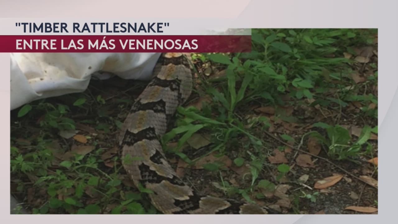 Muere mujer de Georgia que fue mordida por una serpiente venenosa