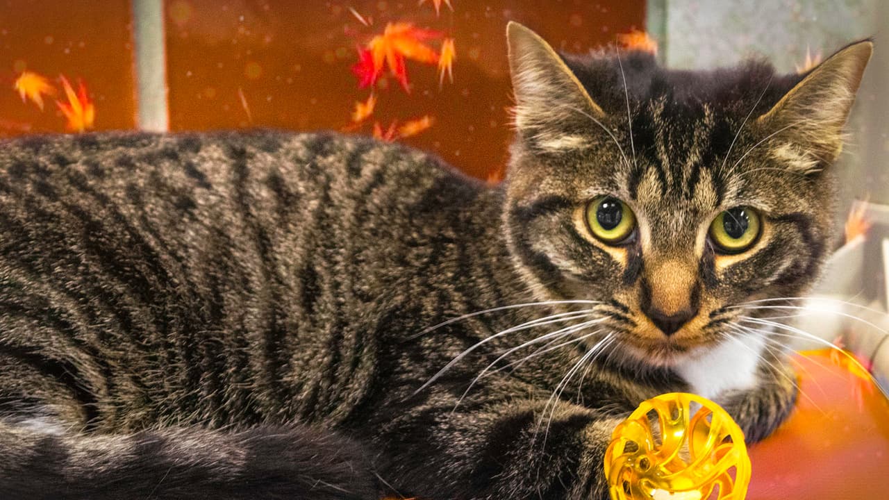 Noviembre es el Mes Nacional de Adopción de Mascotas adultas por eso 
<a href="https://www.univision.com/noticias/medio-ambiente/tigres-en-cautiverio-en-eeuu-felinos-salvajes-sueltos-vecindarios">Houston Humane Society</a> emprende esta campaña.