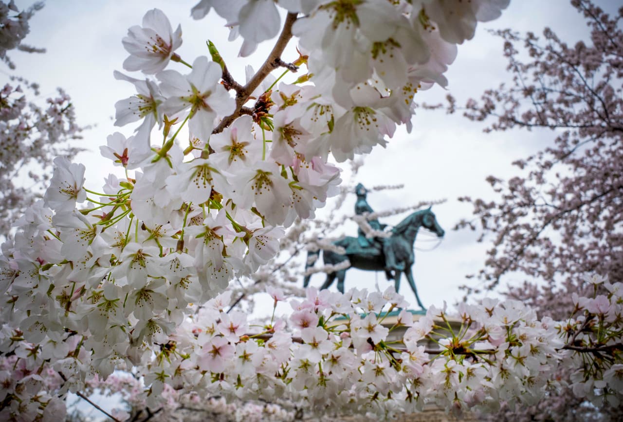 Los árboles de cerezo de Washington DC 
<b>comenzaron a florear antes de tiempo</b> gracias al buen clima de los últimos días, 
<a href="https://twitter.com/NationalMallNPS/status/1375068828636479492" target="_blank">informó el Servicio de Parques Nacionales</a> de Estados Unidos. En la imagen se aprecia una serie de flores en el Scott Circle de la capital.