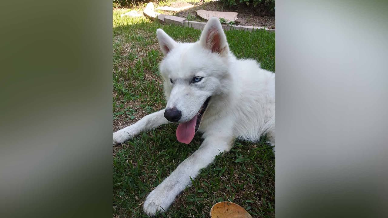 Dys Port "Tengo diez y son mi vida, los amo y para que ellos estén bien tengo que buscar lugares económicos para su vacunas. El es uno de mis bebés".