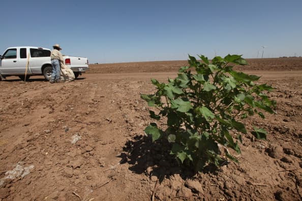"Insto a la gente a tomarse este asunto en serio. Una especie de planta invasora puede no parecer amenazante, pero estos pequeños invasores podrían destruir la agricultura de Texas. El departamento ha estado trabajando estrechamente con el Departamento de Agricultura de los EE. UU. (USDA, por sus siglas en inglés) para analizar estas semillas desconocidas para que podamos proteger a los residentes de Texas”, indicó Miller en un comunicado de prensa.