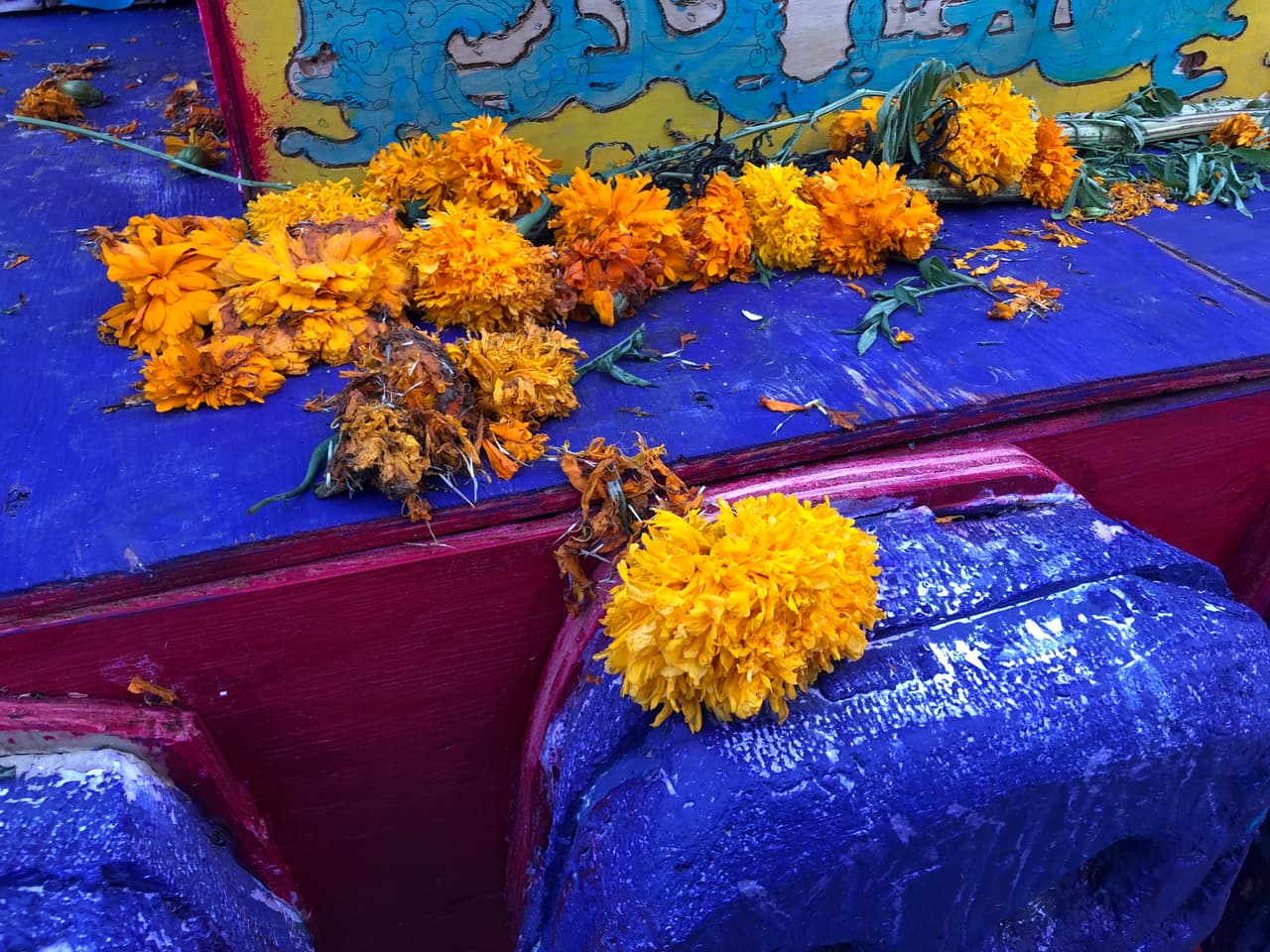 Además florece en el otoño (cerca del Día de Muertos). Se dice que sus pétalos de color amarillo marcan la senda que deben recorrer los muertos durante la visita que hacen estos días porque se supone que guardan el calor del sol y su aroma los llama.