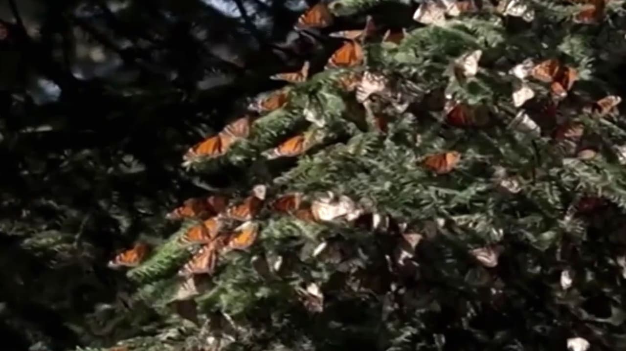 Alegría en México: Colores de la mariposa monarca llenan bosques de ese país con colores