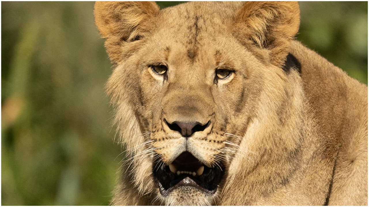 Azizi y Jasiri tendrán la compañía de leonas en el futuro, anunció el Zoo de Miami.
