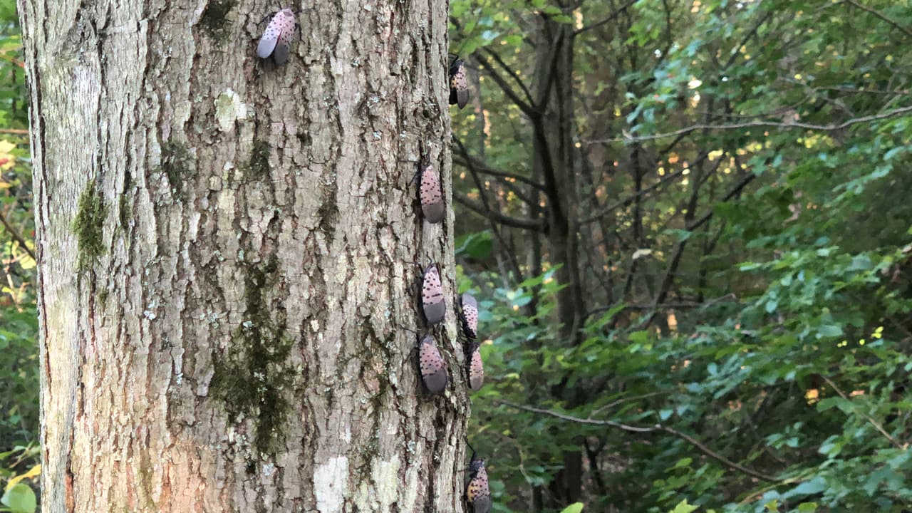 ¿Qué tan dañina es la mosca linterna manchada para los árboles? Esto es lo que se sabe 