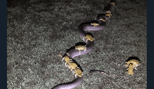 La foto de 10 sapos montados sobre una pitón gigante se viraliza y una experta explica el motivo de la escena. / Crédito: Twitter 
<a href="https://twitter.com/MrMeMock" target="_blank">@MrMeMock</a>