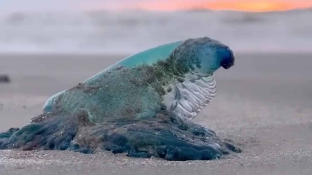 ¿Qué debe hacer si pisa una medusa carabela portuguesa en las playas de Texas?