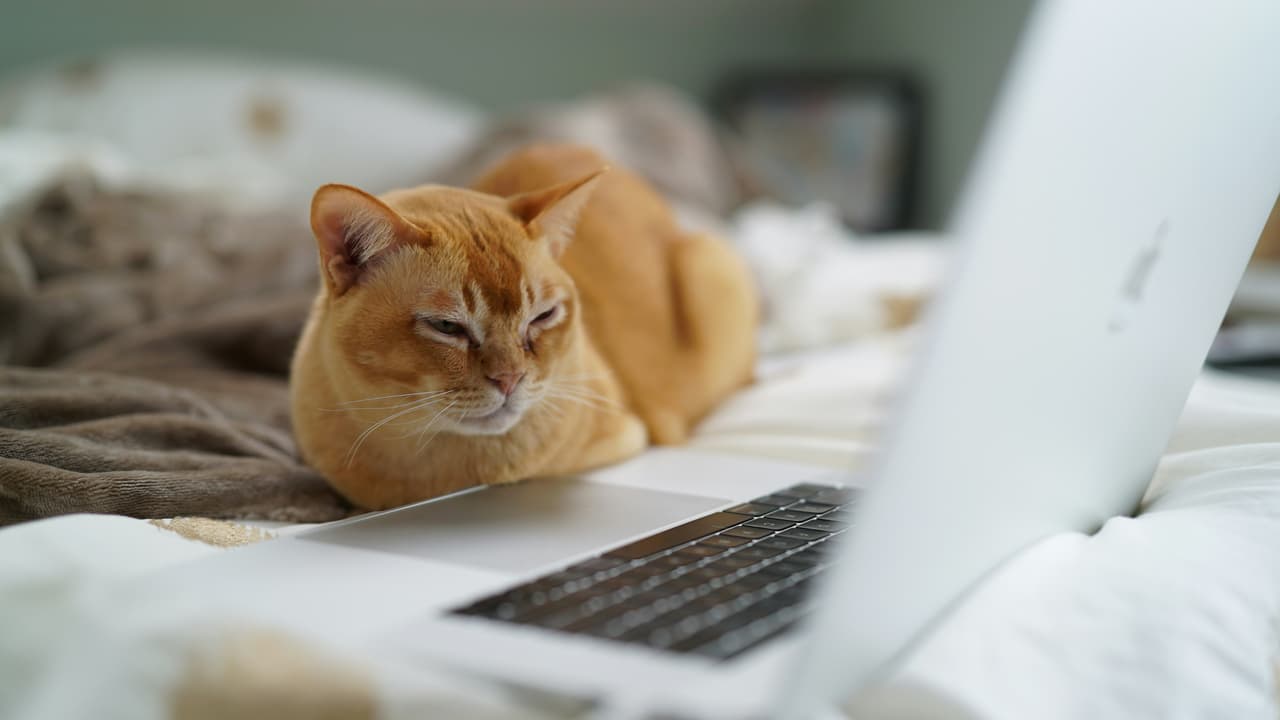 Gato en la computadora