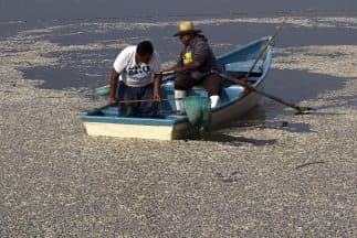Dos hombres tratan de sacar cientos de peces muertos en la laguna de Cajititlán.