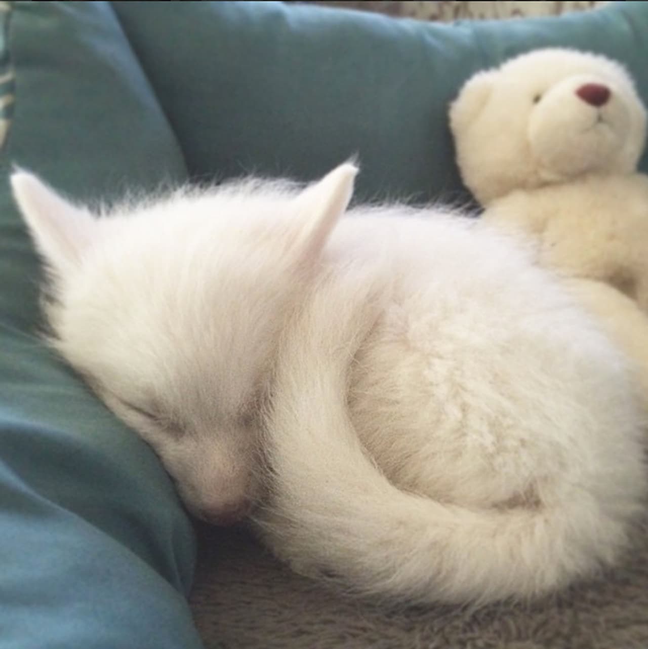 Dado que es apenas un cachorro, le encanta dormir.