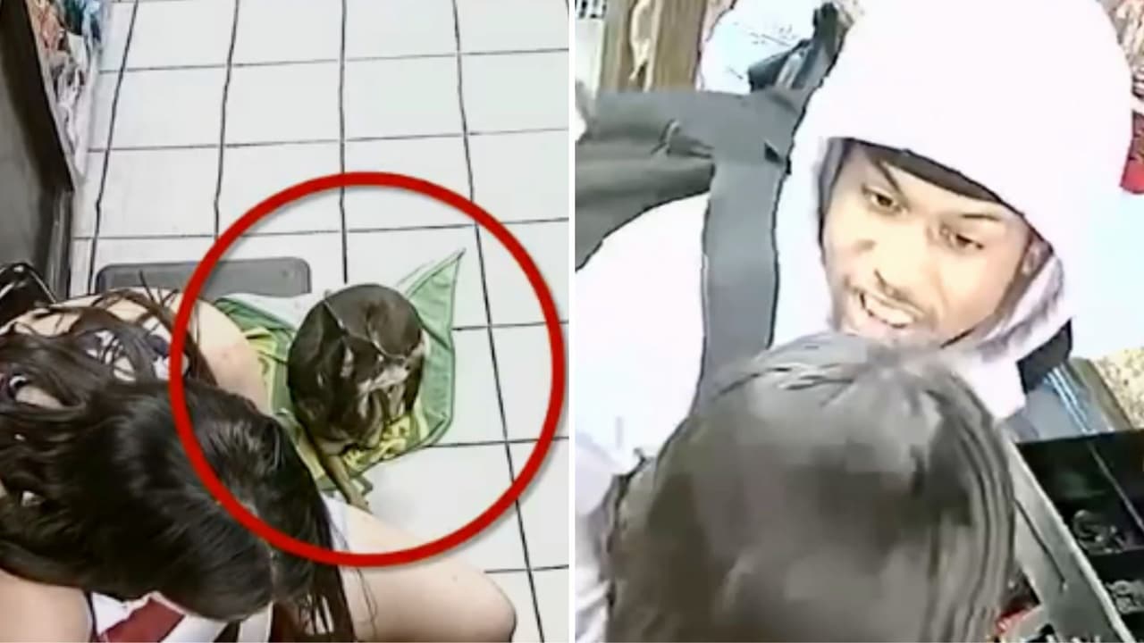 En video: Asesinan a tiros a perro que defendía a su dueña de un asalto en Fort Worth