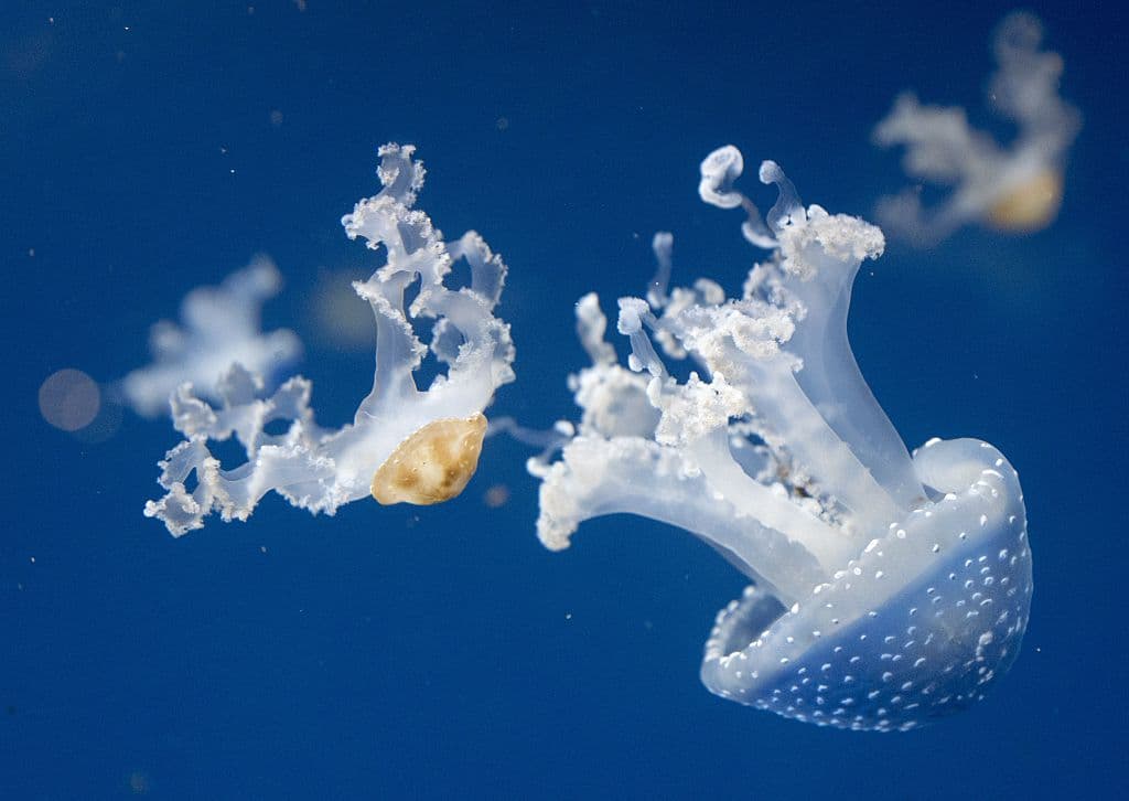 Experto en tiburones dice que el video viral de la mordedura a una actriz porno es falso