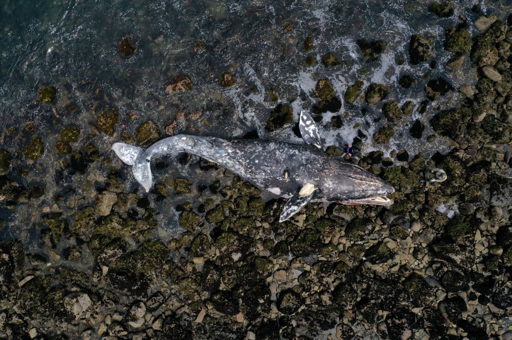 La décima ballena gris en los últimos dos meses apareció muerta este martes en una zona poco accesible de las costas del Área de la Bahía. El cuerpo del cetáceo fue arrastrado por la corriente hasta la playa Linda Mar, en la ciudad de Pacífica.