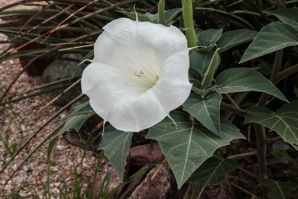 Se dice que la usaban hasta los aztecas, quienes la llamaban toloatzin, y le daban varios usos medicinales como por ejemplo analgésico para tratar heridas en la piel pero también estaban conscientes de que su mal uso podía acarrear efectos negativos como delirios y volver loca a la gente. También hay culturas de nativos americanos que la usan tradicionalmente para sesiones alucinatorias, mitotes y otros ritos de iniciación y pasajes.