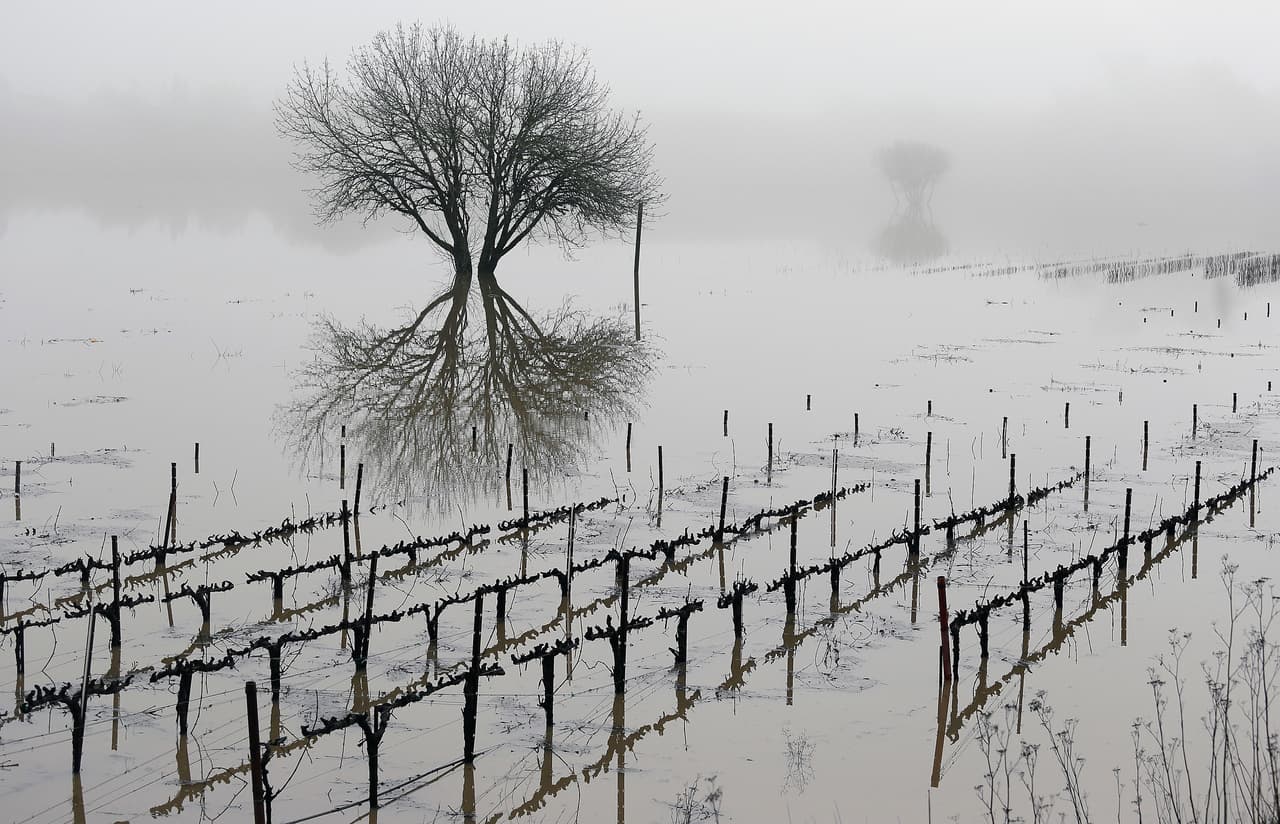 Este viñedo en Forestville, California quedó anegado por las aguas del río Russian.