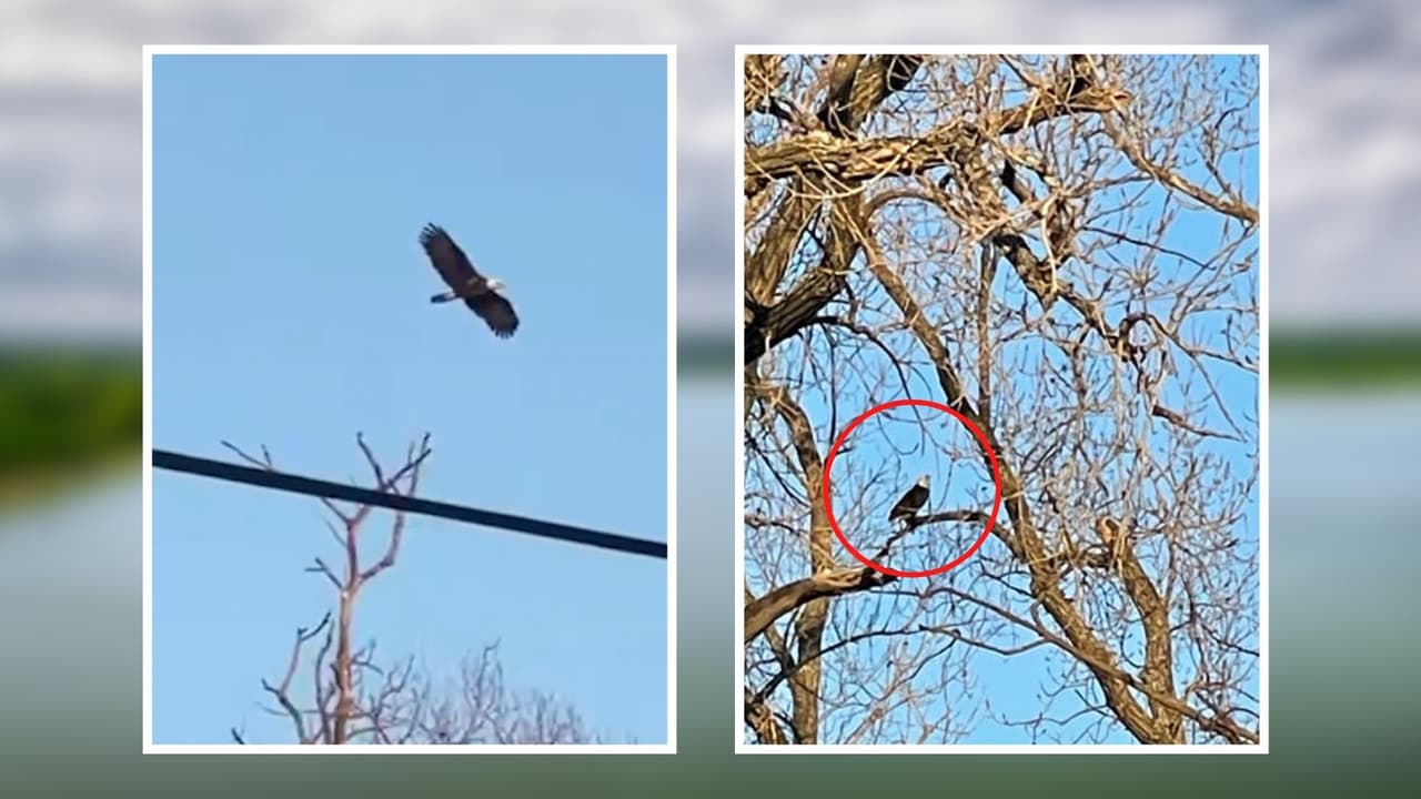 Pero aún así no es seguro que Nick y Nora se queden por siempre en White Rock Lake, de hecho, tampoco se sabe si decidirán anidar más tiempo en esta zona de Dallas.