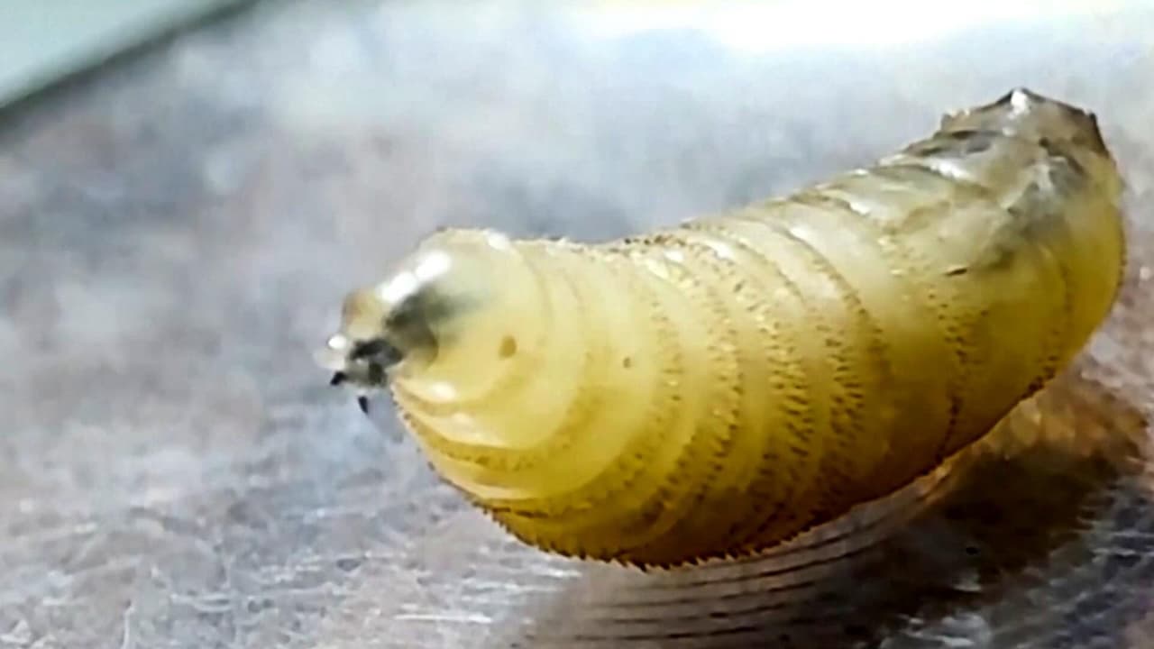 Detectan en Texas peligroso gusano barrenador por primera vez en 60 años