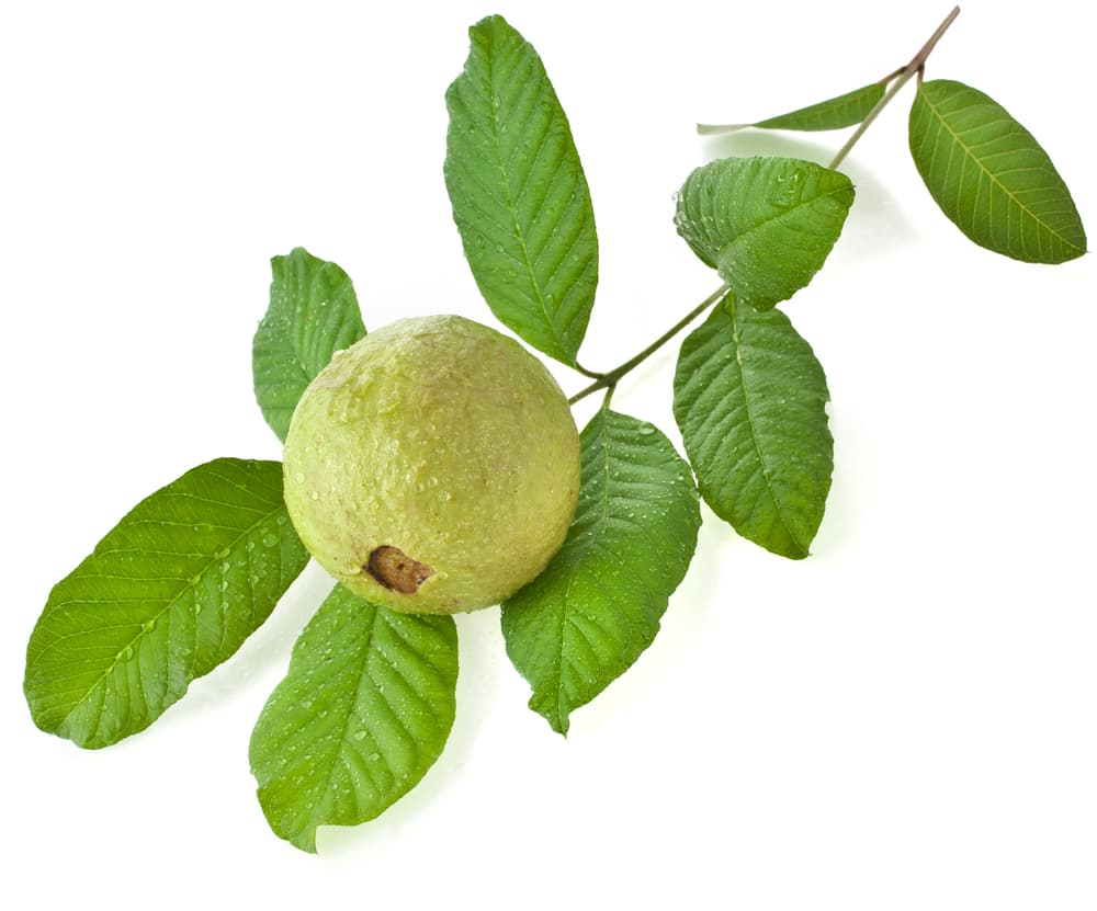 Por ejemplo, algunas personas aconsejan que coloques guayabas bajo tus muebles y así alejarán a las cucarachas y otros bichos feos por su potente aroma.