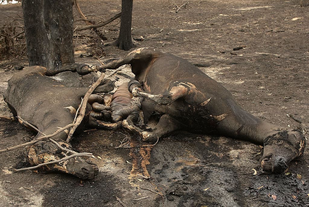 Sobretodo cuando se trata de animales quemados, las mayores vÃctimas de esos incendios.