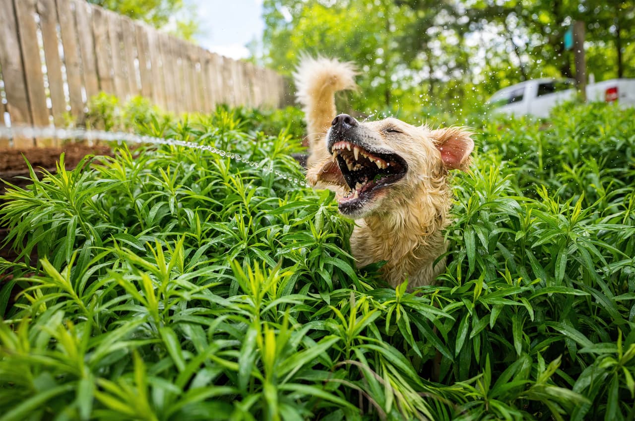 <b>‘Ladrido jurásico’</b>
<br>
<br>“A Clementine, mi golden retriever, le encanta meter la cara frente a la manguera cuando riego las plantas. Su expresión me hizo pensar en un tiranosaurio rex”, contó la autora de esta imagen, 
<a href="https://www.comedypetphoto.com/gallery/finalists/2021_finalists.php"><u>destacada en el premio fotografías cómicas de mascotas 2021</u></a>. 
<br>
<br>A través del buen humor, los organizadores de este concurso celebran el papel vital y positivo de los animales que acompañan a las personas y buscan crear conciencia sobre su bienestar.