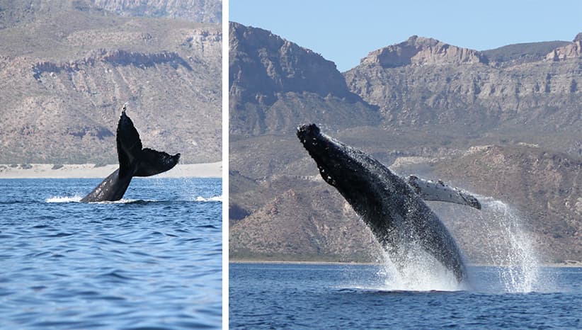 Ballenas jorobadas retrasaron su 'veraneo' del 2016