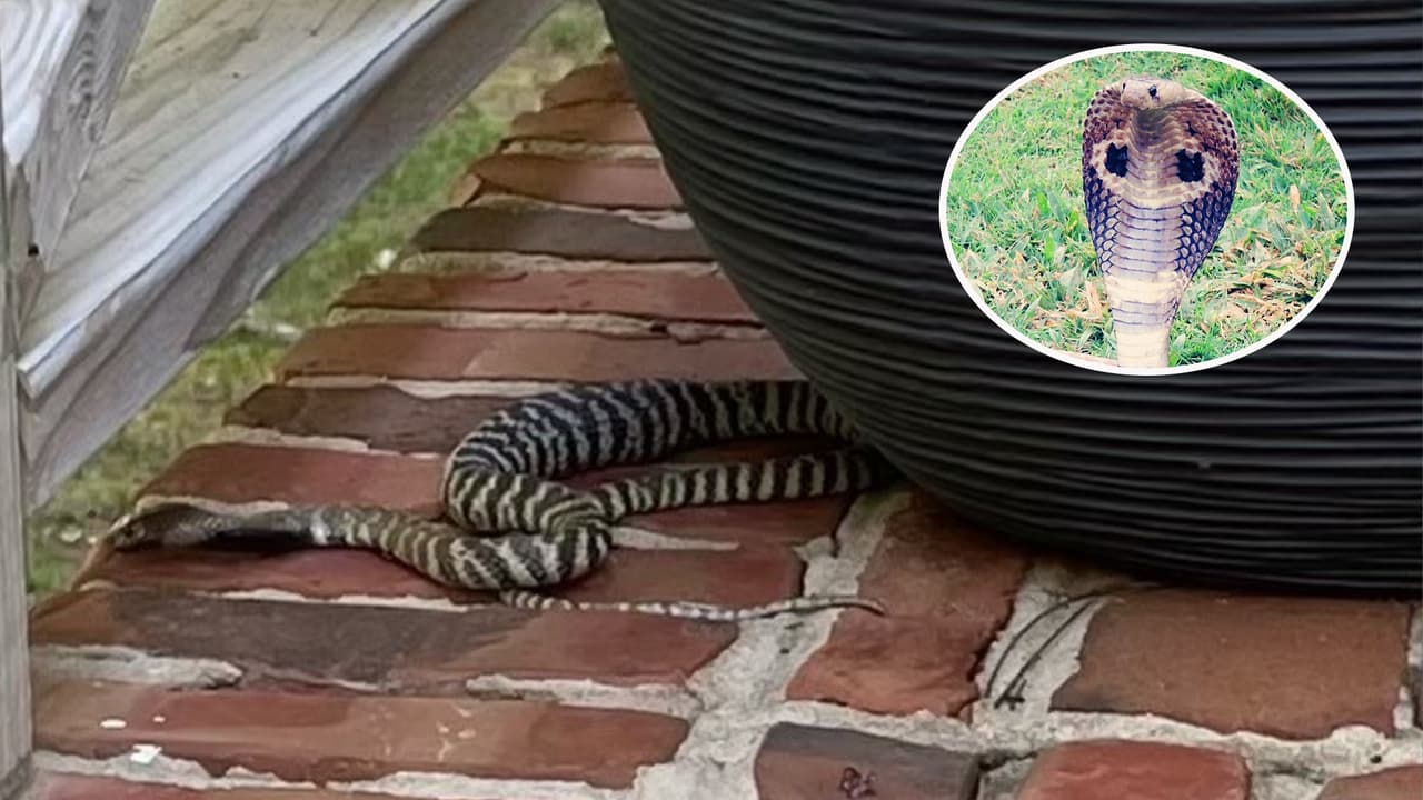 Control de Animales captura a serpiente venenosa cobra cebra vista en vecindario de Raleigh
