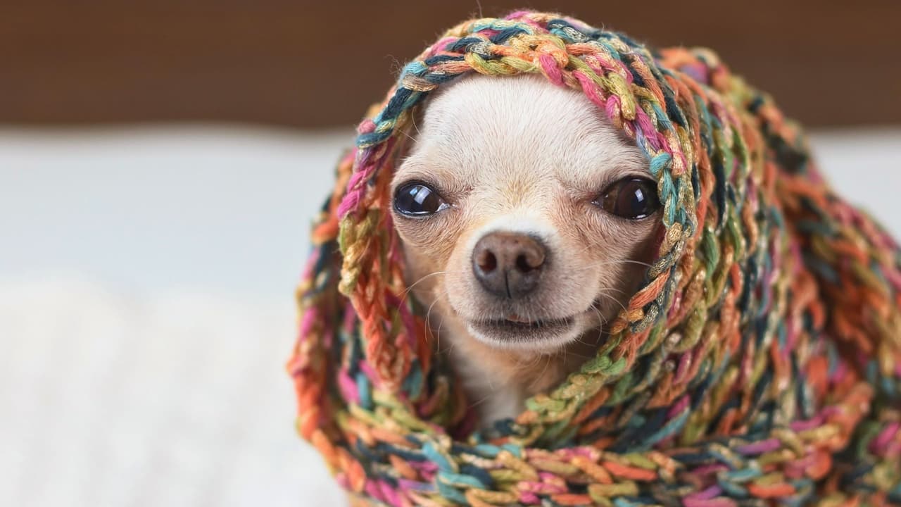 <h3 class="cms-H3-H3">¿Cómo saber si tu mascota tiene frío?</h3>
<br>
<b>Comportamiento inusual 💤</b>
<br>Una de las primeras señales de que tu mascota está sintiendo frío es un cambio en su comportamiento. Si normalmente es activa y se muestra más adormilada o retraída, es posible que esté tratando de conservar el calor. También puede buscar lugares calientes, como cerca de estufas, radiadores o bajo mantas 🛋️