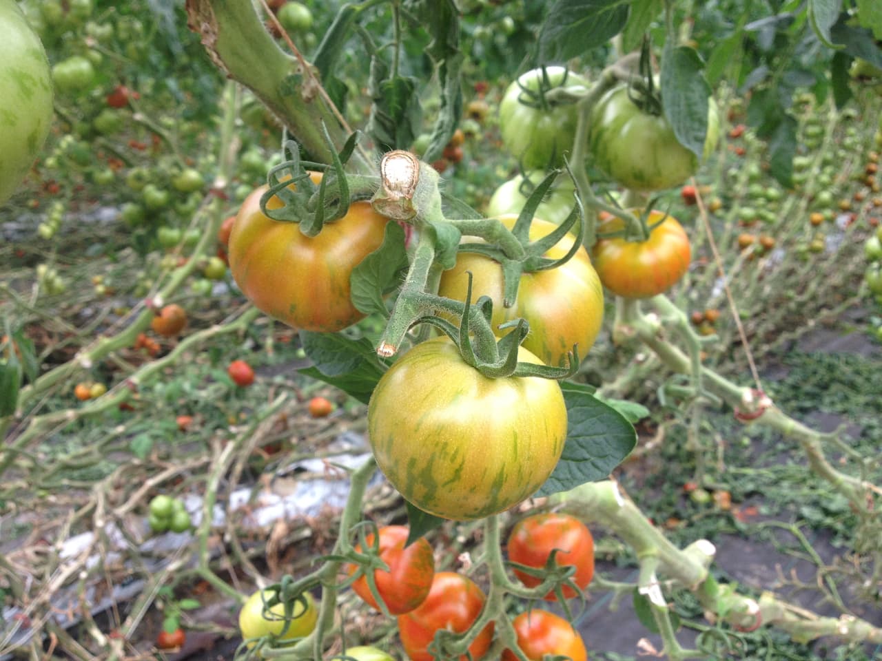 Son codiciados por los mejores chefs y restaurantes.