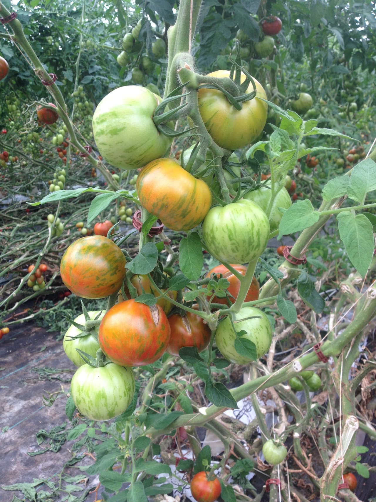 Algunos son ideales para sandwiches.