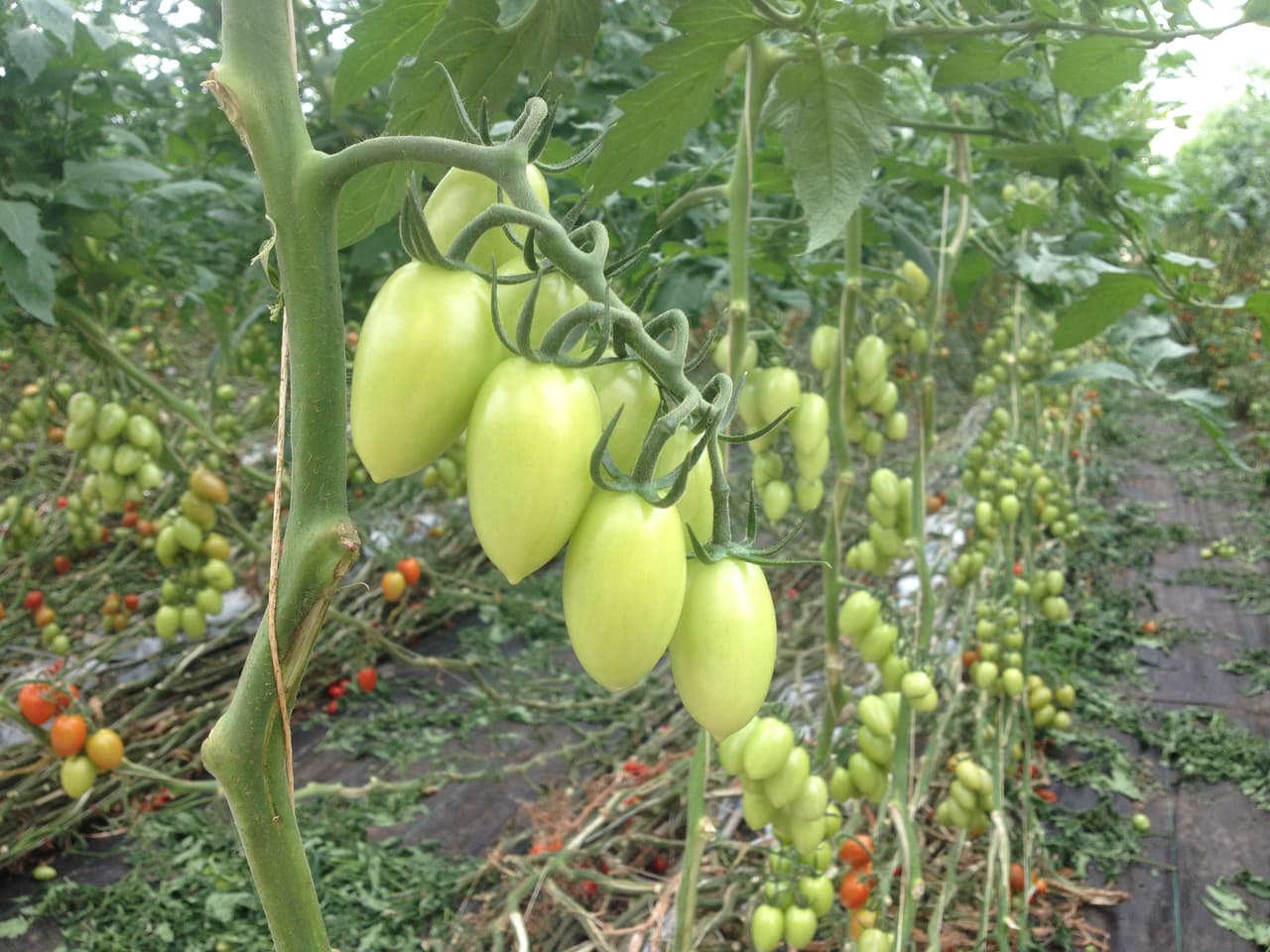 Algunos son perfectos para ensaladas.