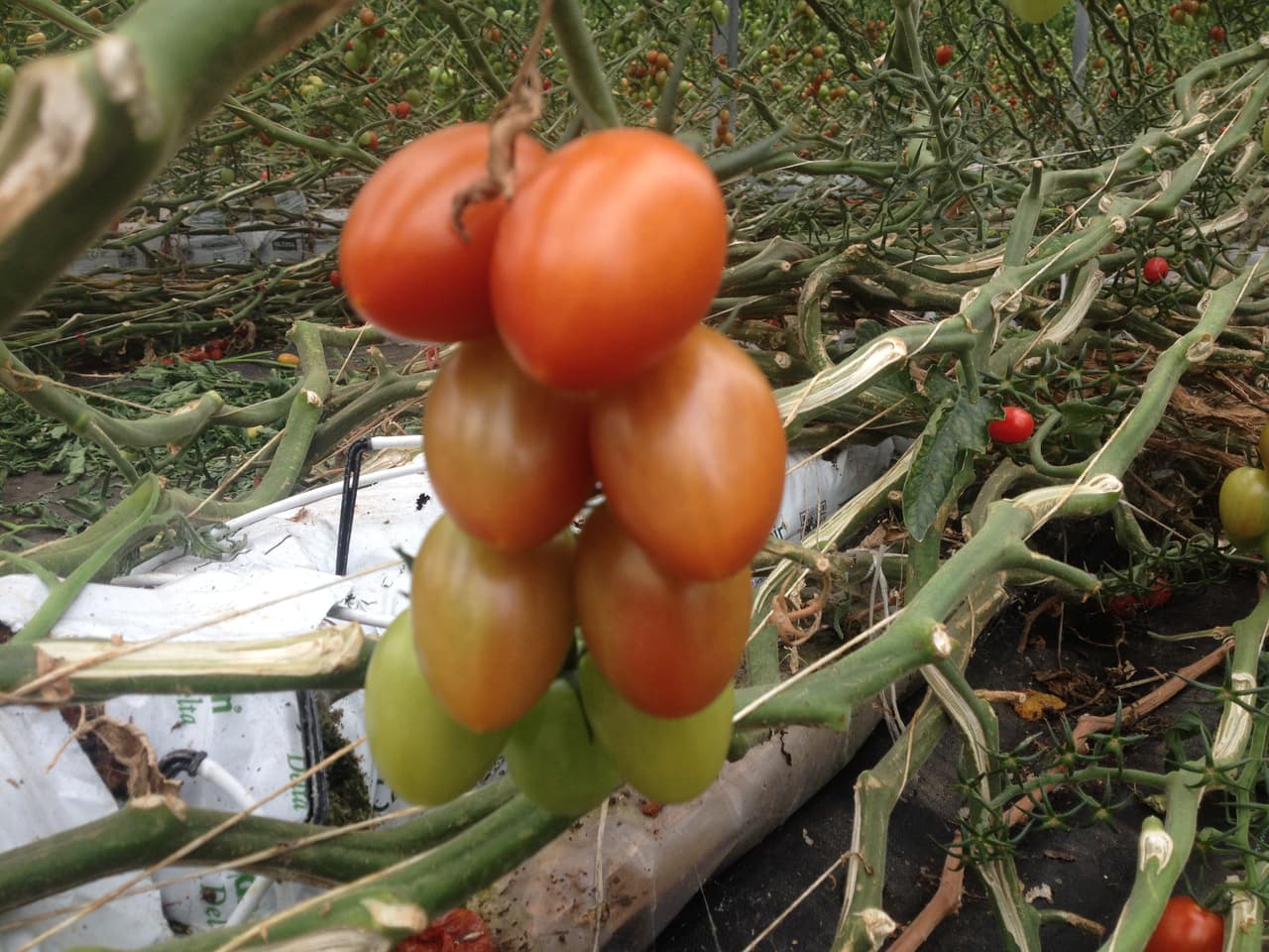 Todo depende del gusto del cliente.