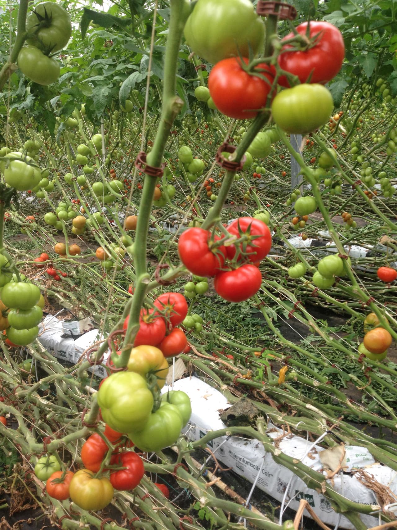 El sistema de goteo hidropónico ayuda a cultivar sin desperdiciar agua porque la recicla.