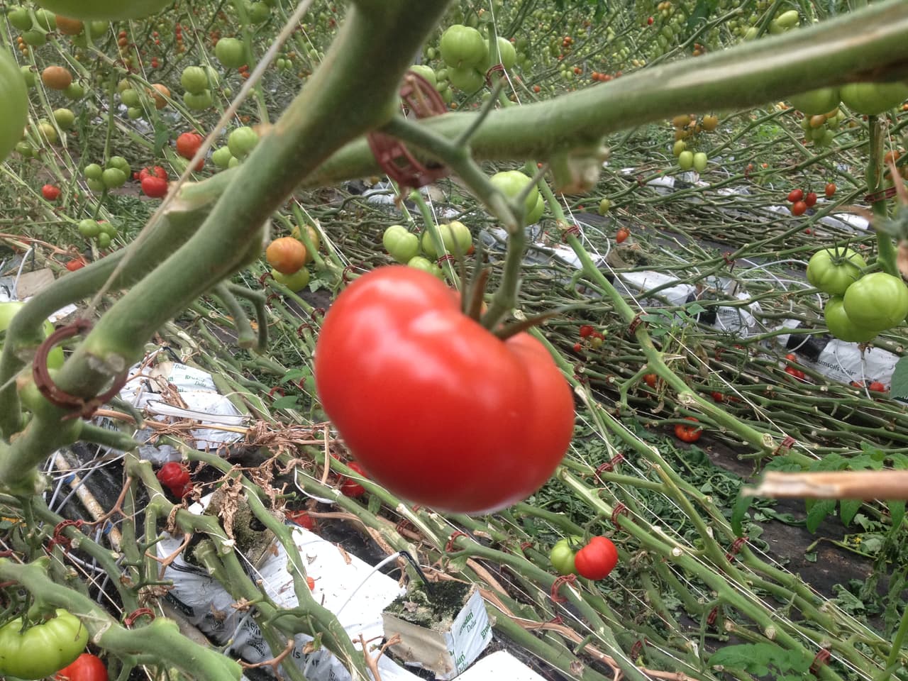 El sistema de goteo es ajustado dependiendo de la variedad del tomate.