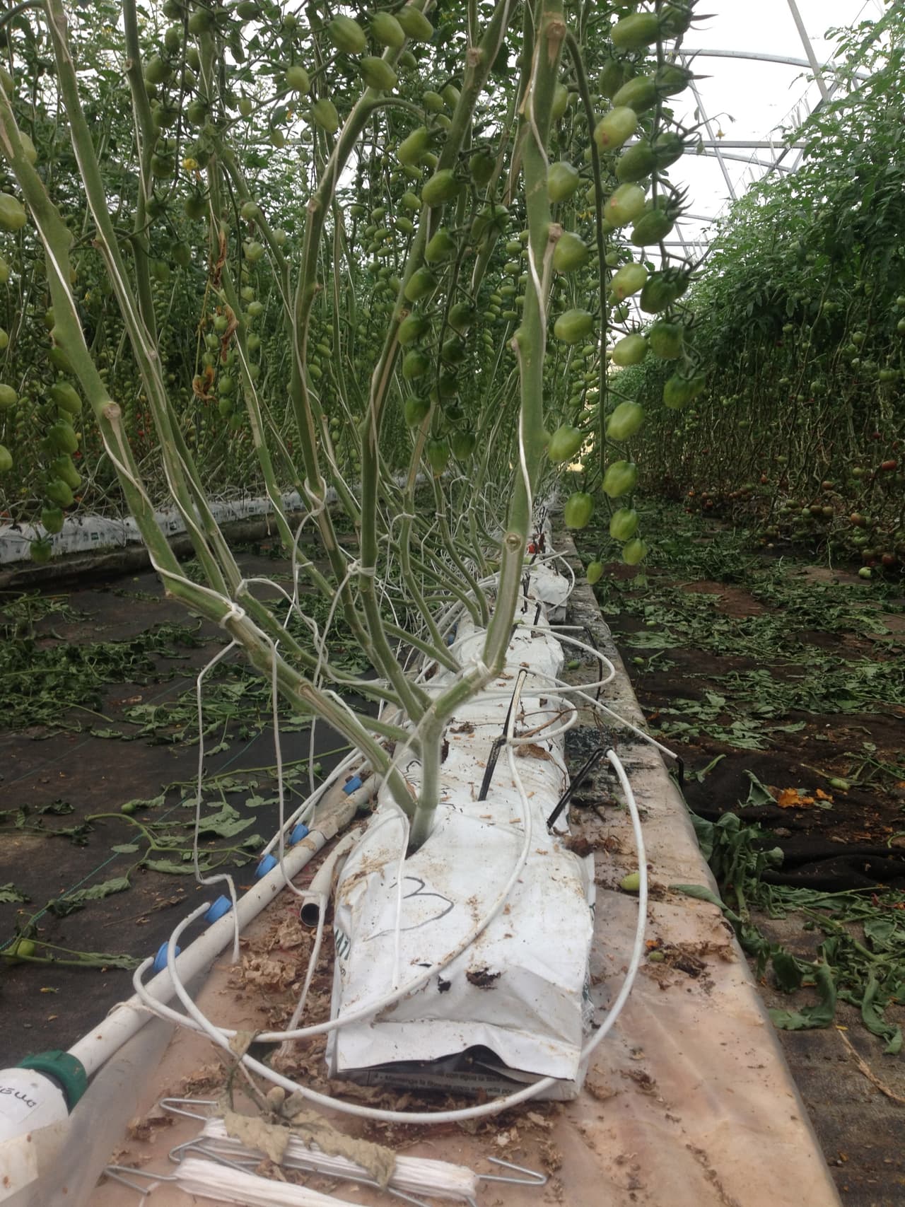 Para que estos cultivos puedan crecer en el desierto, hay que controlar la luz, la temperatura y la humidad.