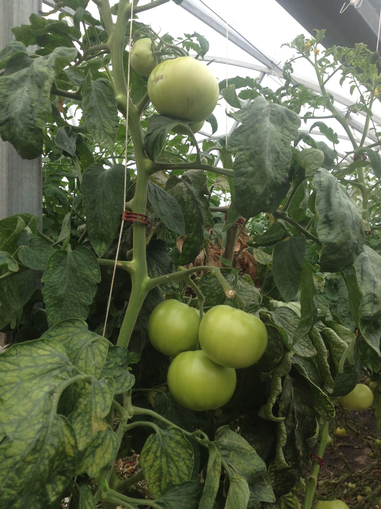 Cada tomate tiene un uso diferente.