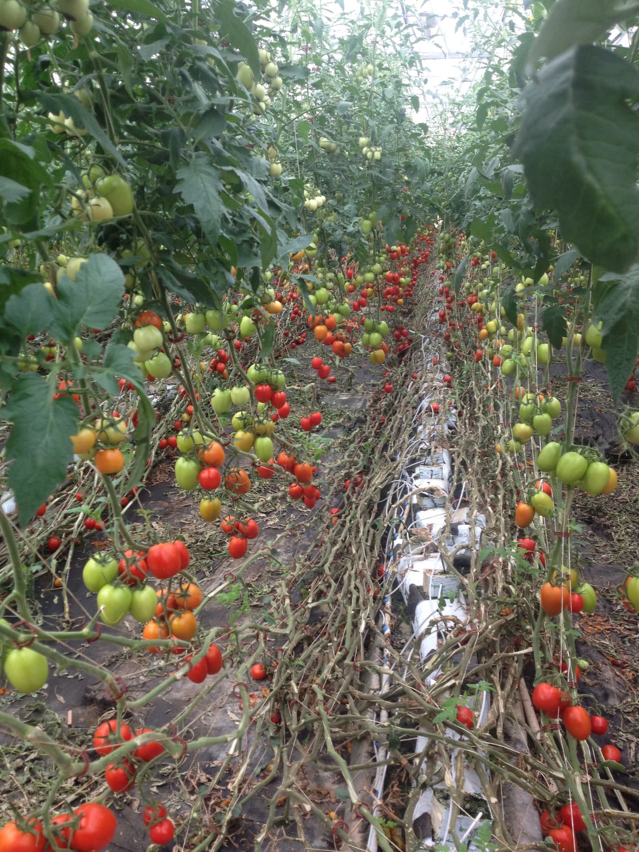 Lo jugoso y el sabor de estos tomates es realmente increíble.