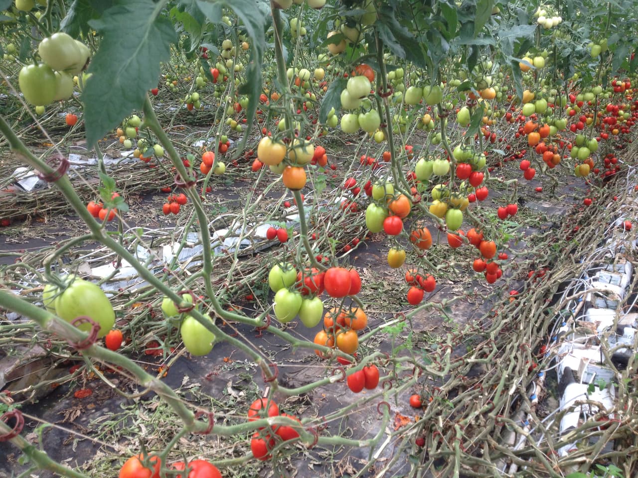 Estos cultivos son alimentados de nutrientes en intervalos.