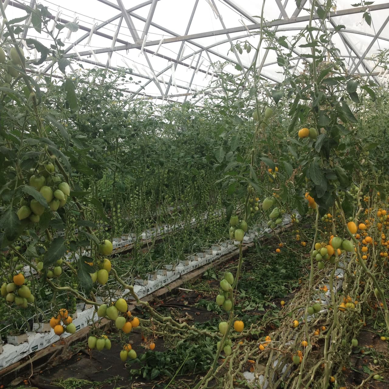 Ya hasta han comenzado a expotar a Las Vegas y California.