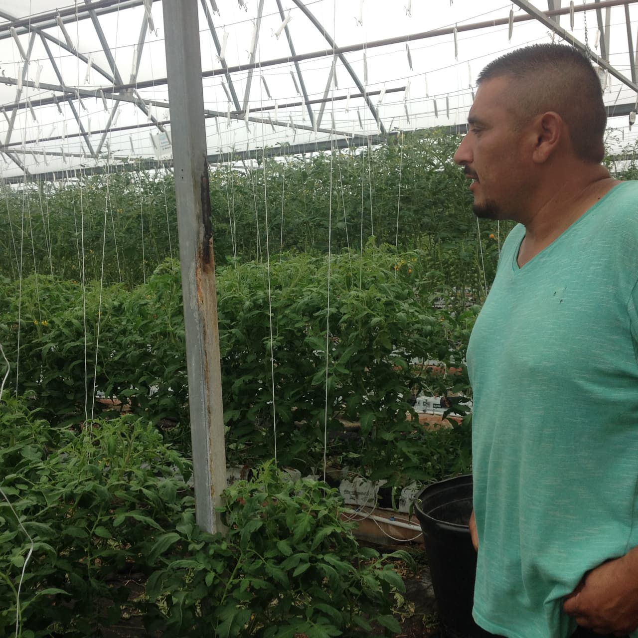 Los 16 trabajadores de este ingenioso invernadero son hispanos.