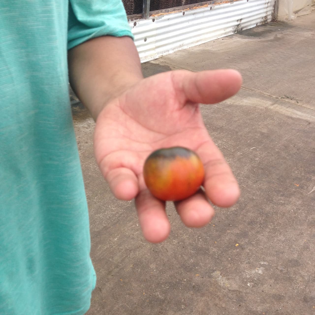 También son vendidos por muchos mercados del Valle.