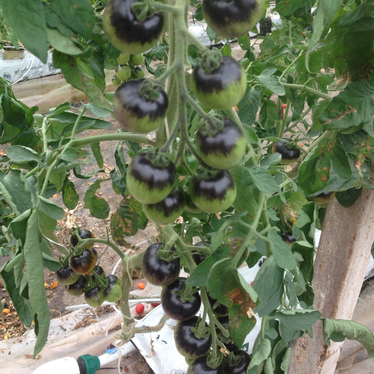 Se hace a lo largo del día.