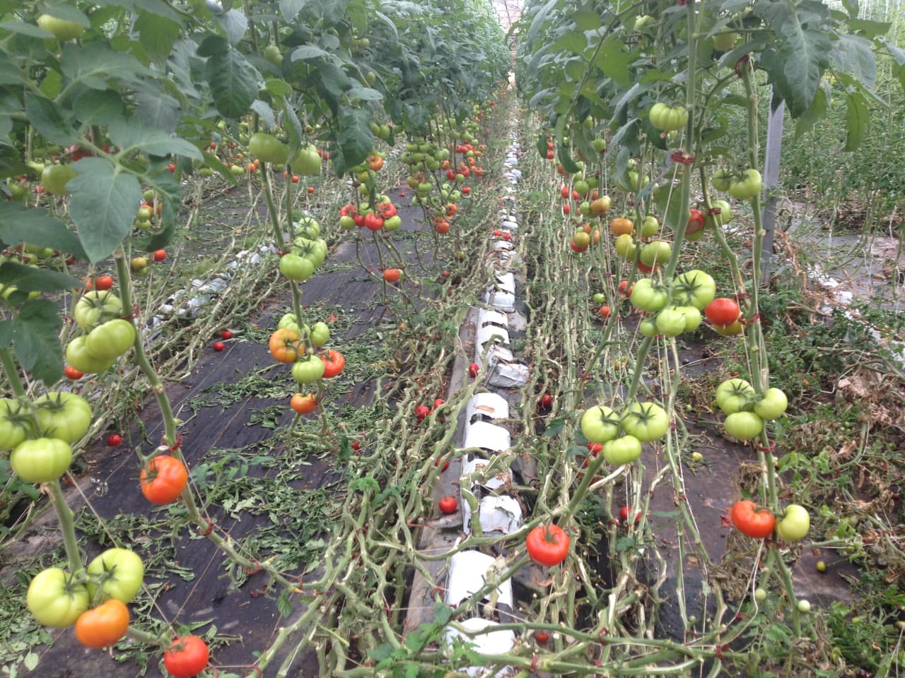 Estos tomates se han ganado gran reputación en el Valle.