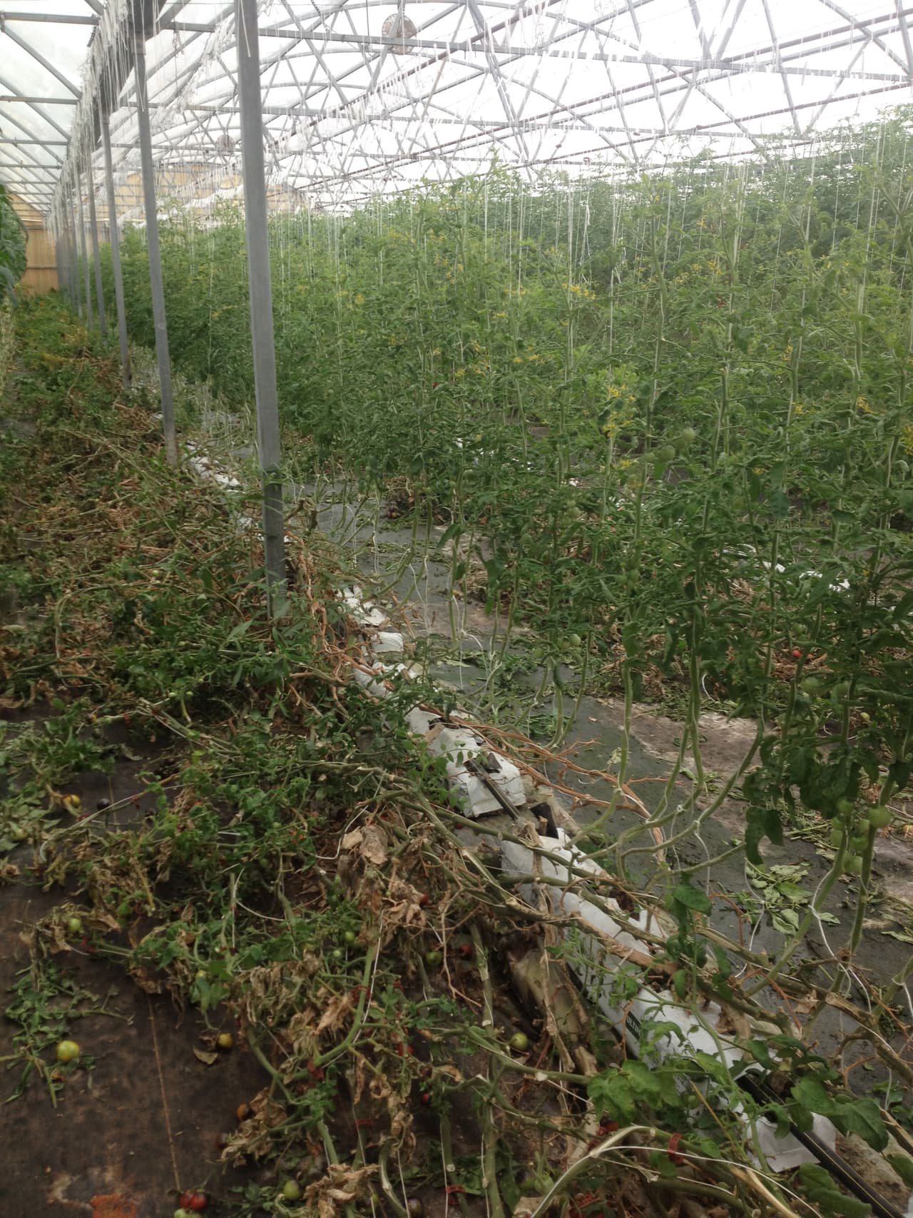 Más de 25 mil libras de tomates produce este invernaderos del sur de Arizona semanalmente.