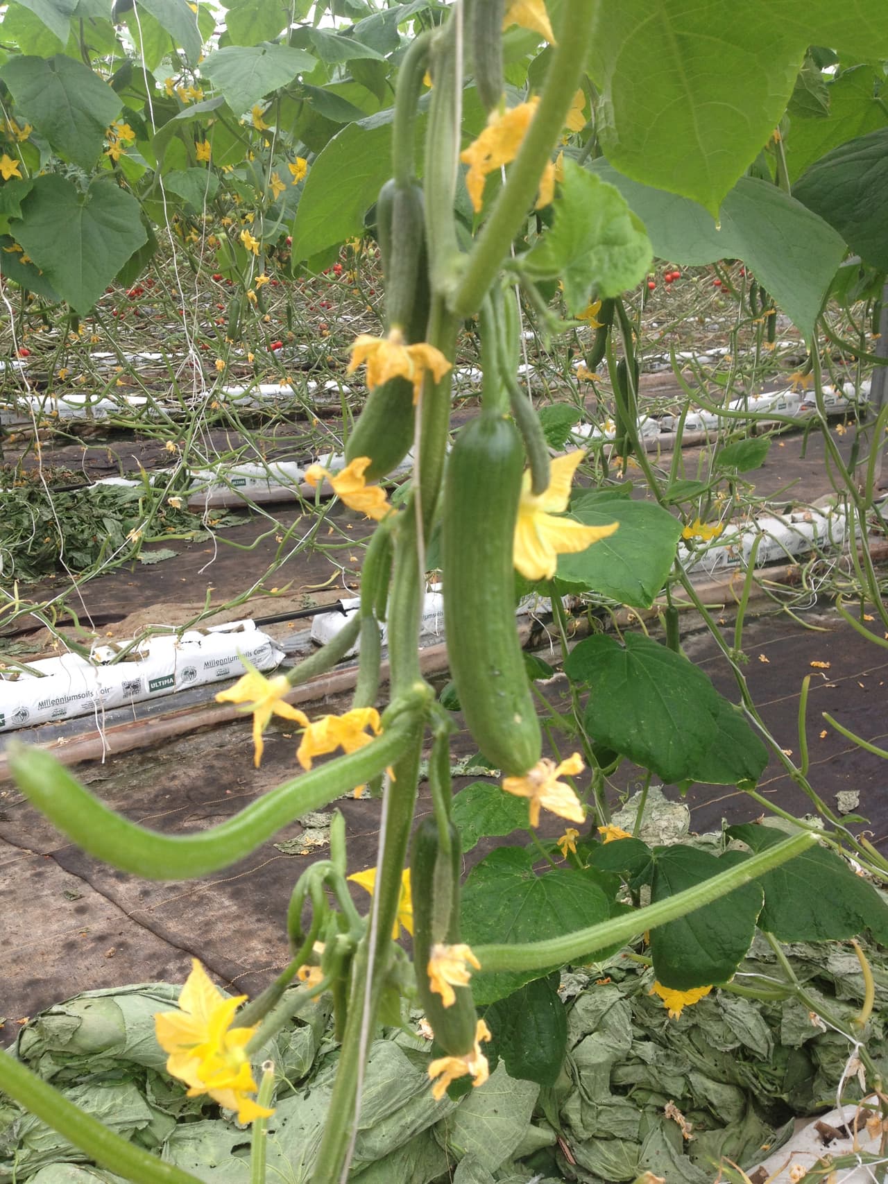 También han comenzado a cultivar pepinos.