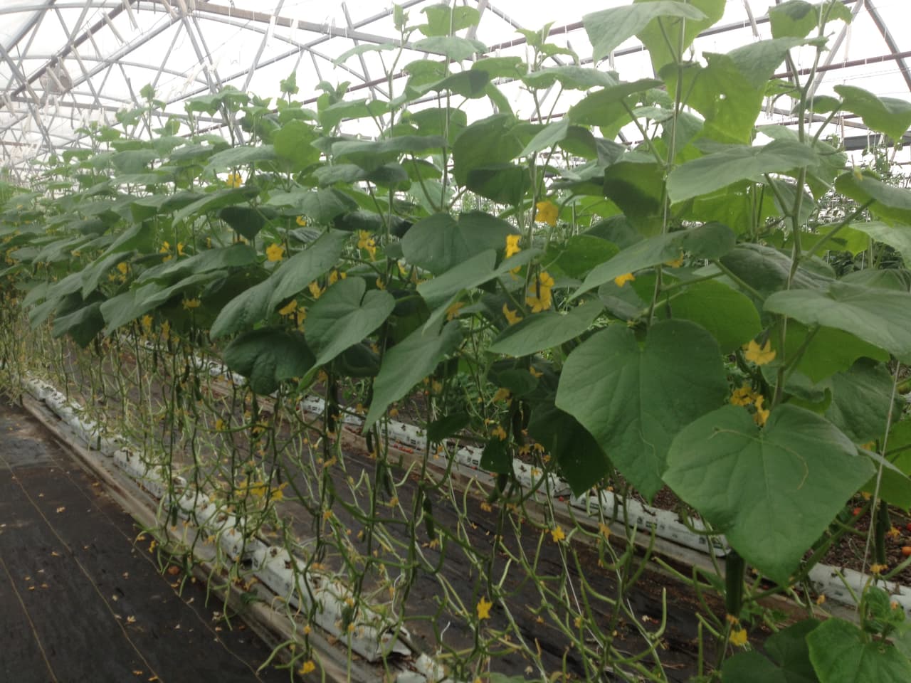 Las abejas son claves para que los racimos salgan uniformes y la fruta de calidad.