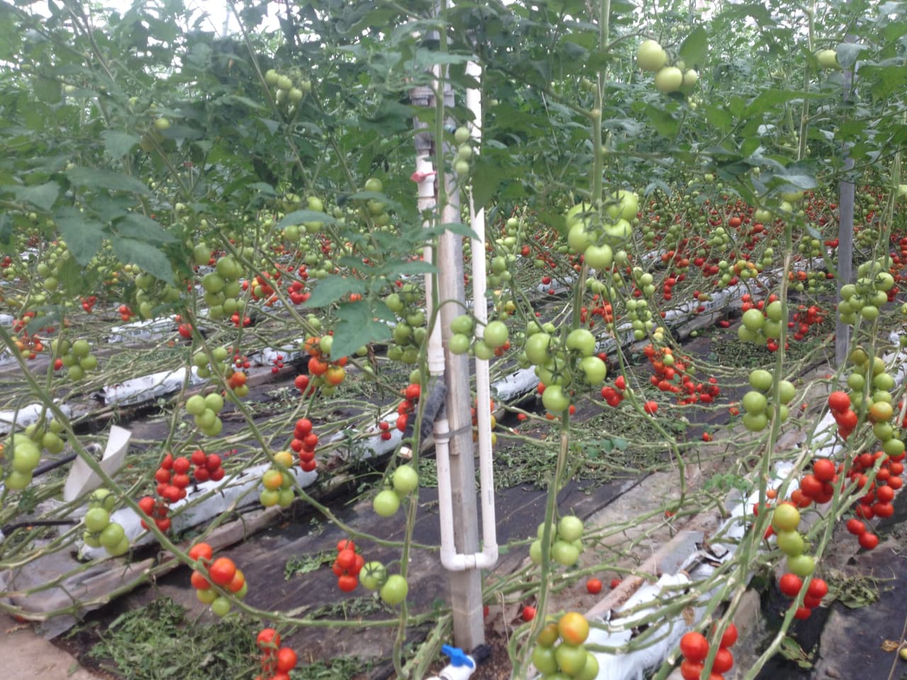 El Abby Farms produce 30 variedades de tomates.
