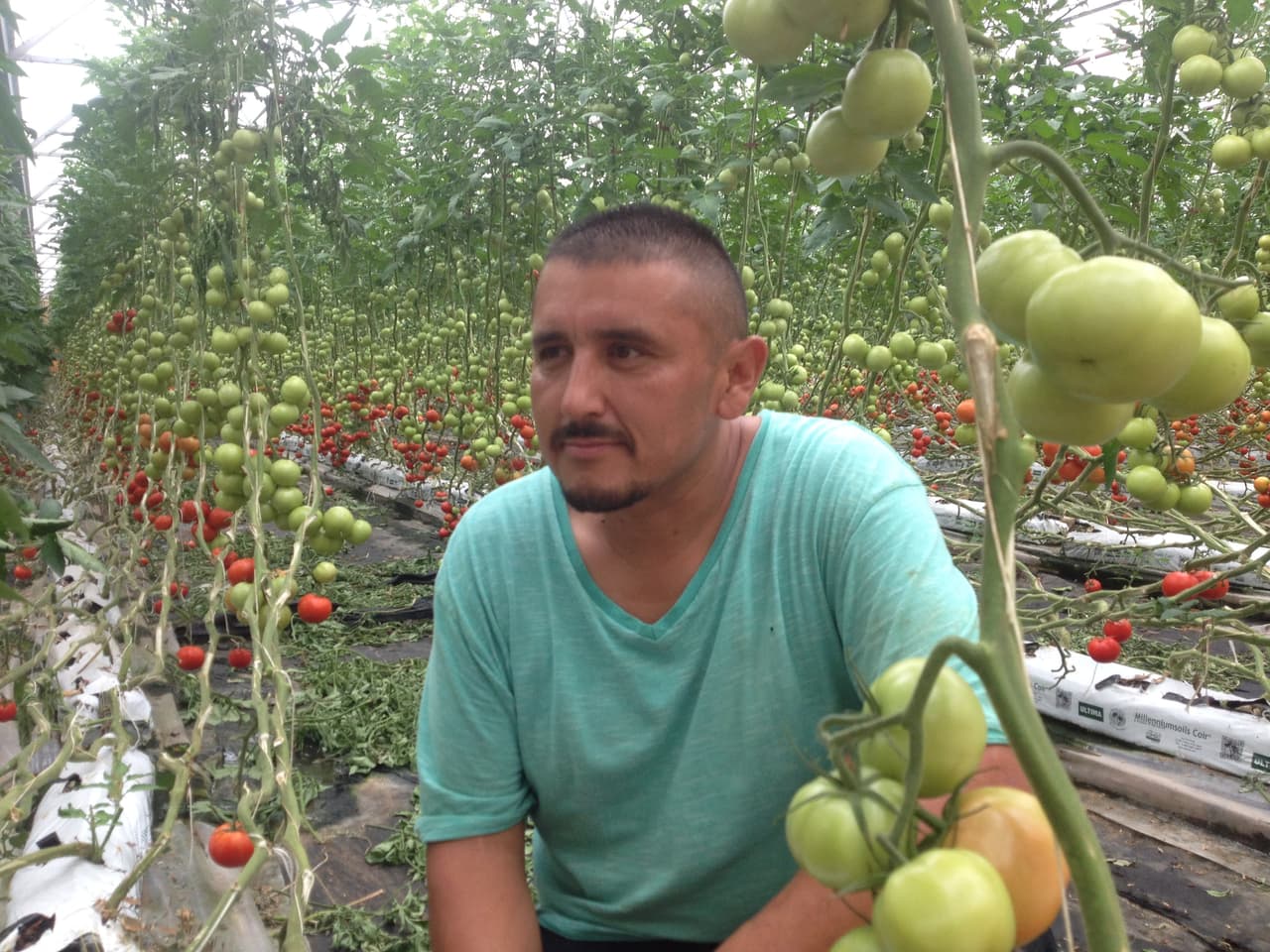 Lorenzo tiene 20 años trabajando en la perfección de los cultivos de tomates.